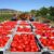 صادرات رب گوجه مریام به عراق - تصویر1